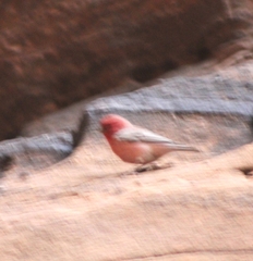 Carpodacus synoicus