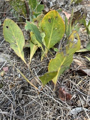 Protea acaulos