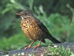 Turdus olivaceus
