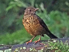 Turdus olivaceus