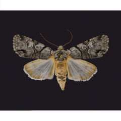 Sympistis chionanthi