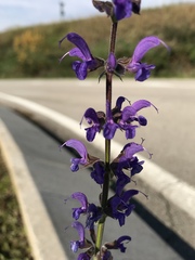 Salvia pratensis