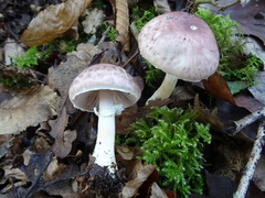 Agaricus brunneolus