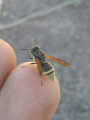 Brachygastra lecheguana