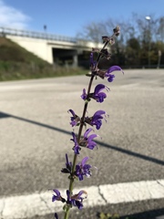 Salvia pratensis