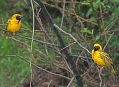 Ploceus cucullatus spilonotus