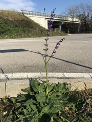 Salvia pratensis