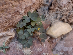 Oxalis corniculata