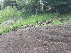 Branta canadensis