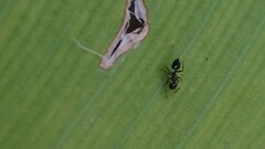 Crematogaster