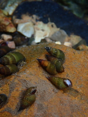 Cerithioidea
