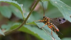 Echthromorpha agrestoria