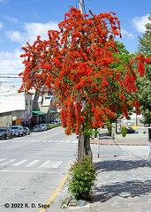 Embothrium coccineum