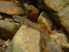 Etheostoma caeruleum