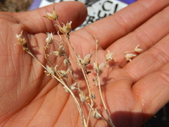 Polemonium micranthum