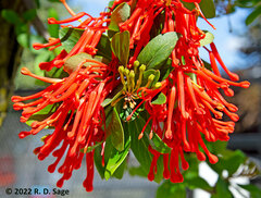 Embothrium coccineum
