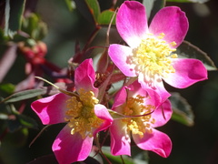 Rosa glauca