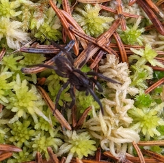 Trochosa terricola