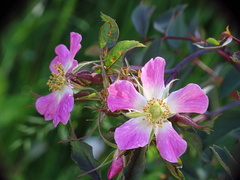 Rosa glauca
