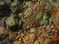 Campostoma oligolepis