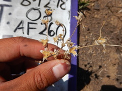Polemonium micranthum