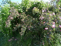 Rosa glauca