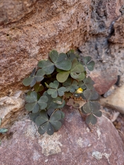 Oxalis corniculata
