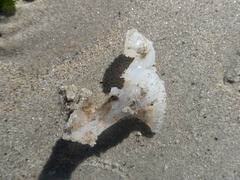 Vertebrata