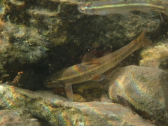 Campostoma oligolepis