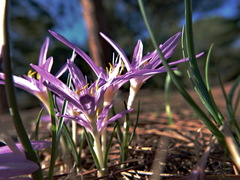 Colchicum stevenii