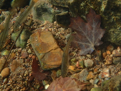 Campostoma oligolepis