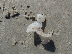 Vertebrata