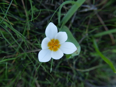 Crocus hyemalis