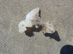 Vertebrata