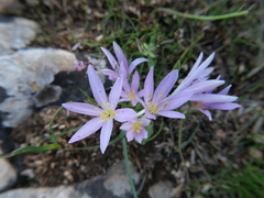Colchicum stevenii