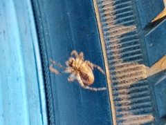 Gibbaranea bituberculata
