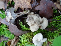 Craterellus sinuosus