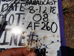 Polemonium micranthum