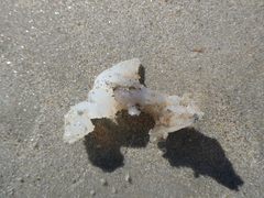 Vertebrata