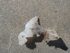 Vertebrata