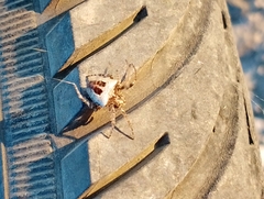 Gibbaranea bituberculata