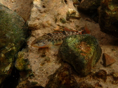 Etheostoma caeruleum