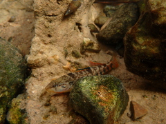 Etheostoma caeruleum