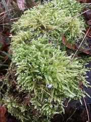Eurhynchium angustirete