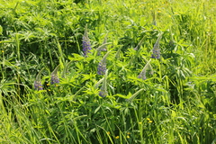 Lupinus polyphyllus
