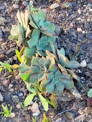 Aeonium