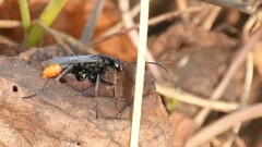 Tachypompilus analis