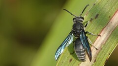 Allorhynchium argentatum