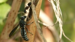 Allorhynchium argentatum