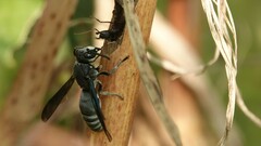Allorhynchium argentatum